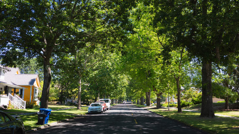 Olympia to cut down three historic oak trees along Legion Way