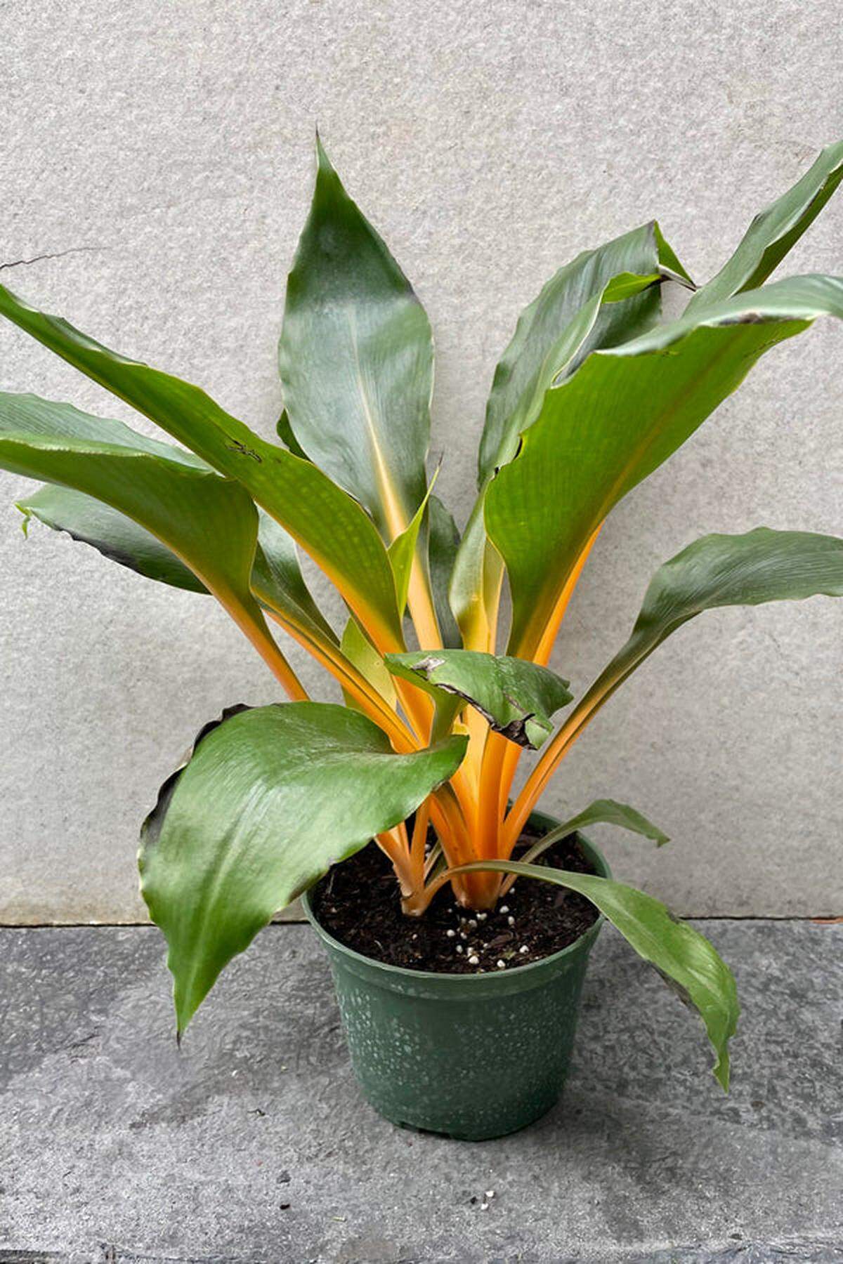 Mandarin plant is so much more descriptive than the botanical name of the relatively new indoor plant Chlorophylum amaniense.