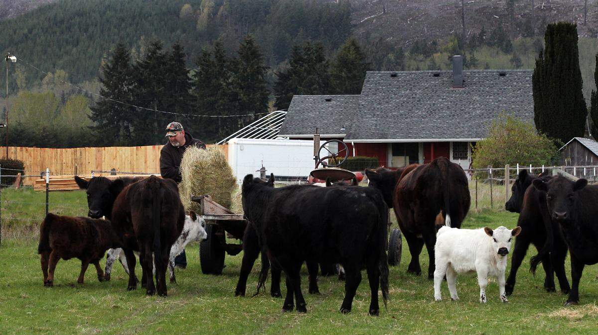Tracy Homann does his regular evening cattle feeding in 2014.