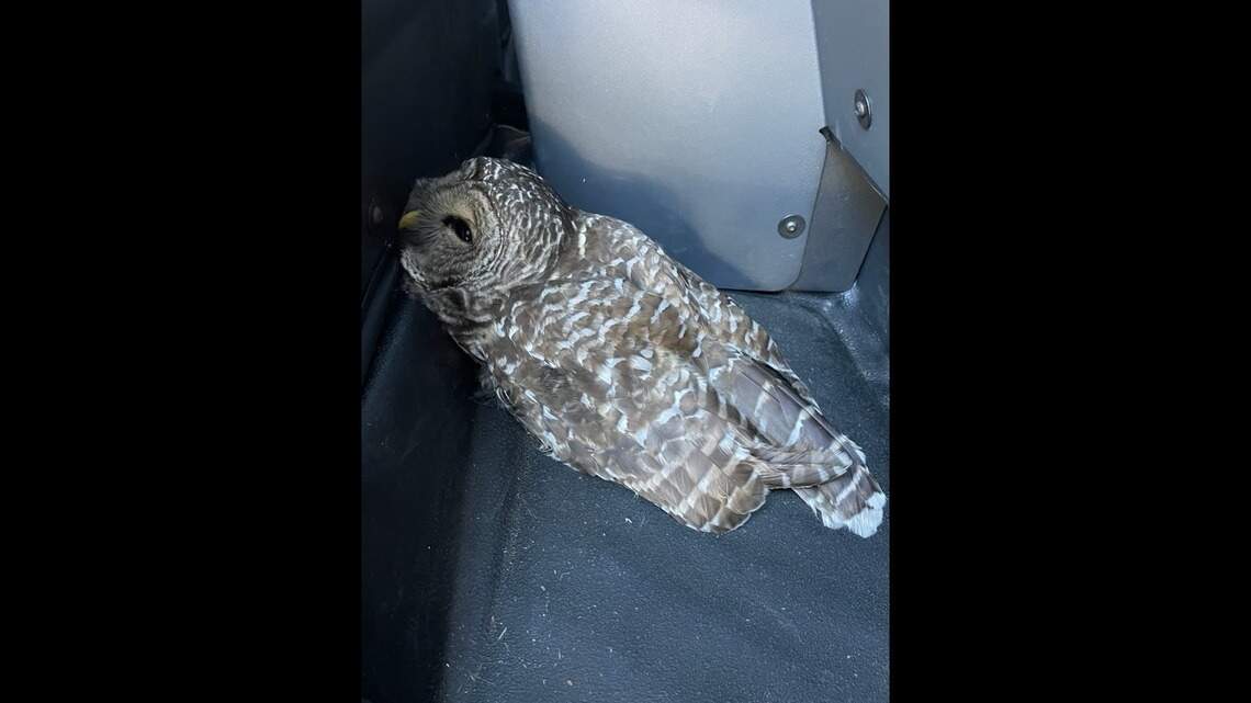 Injured owl rescued from I-5 in Thurston County on Sunday, WSP says