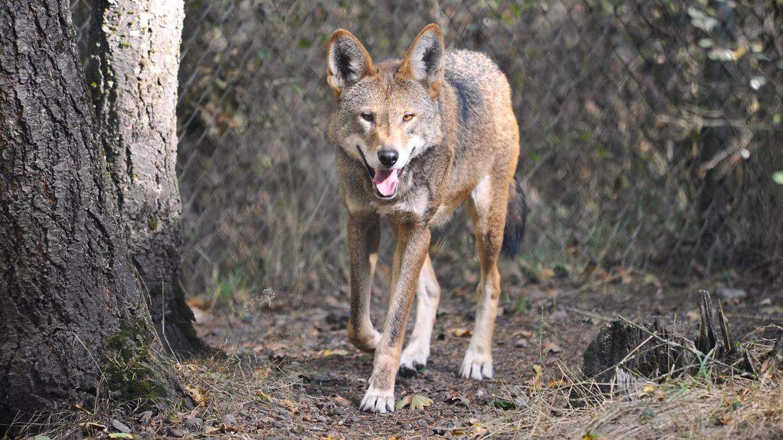 Red wolf M1482, also known as Tala, at Wolf Haven International near Tenino in 2016. A red wolf from Wolf Haven International in Tenino has been released into the wild in North Carolina with several other wolves in a collaborative effort that marked the first adult release of the critically endangered species since 1998.