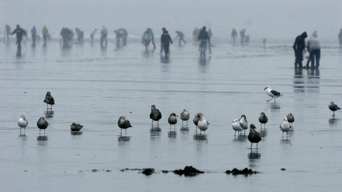 People gather at the beaches near Grayland at low tide for the first day of the fall clam season. (Steven M. Herppich/The Olympian)