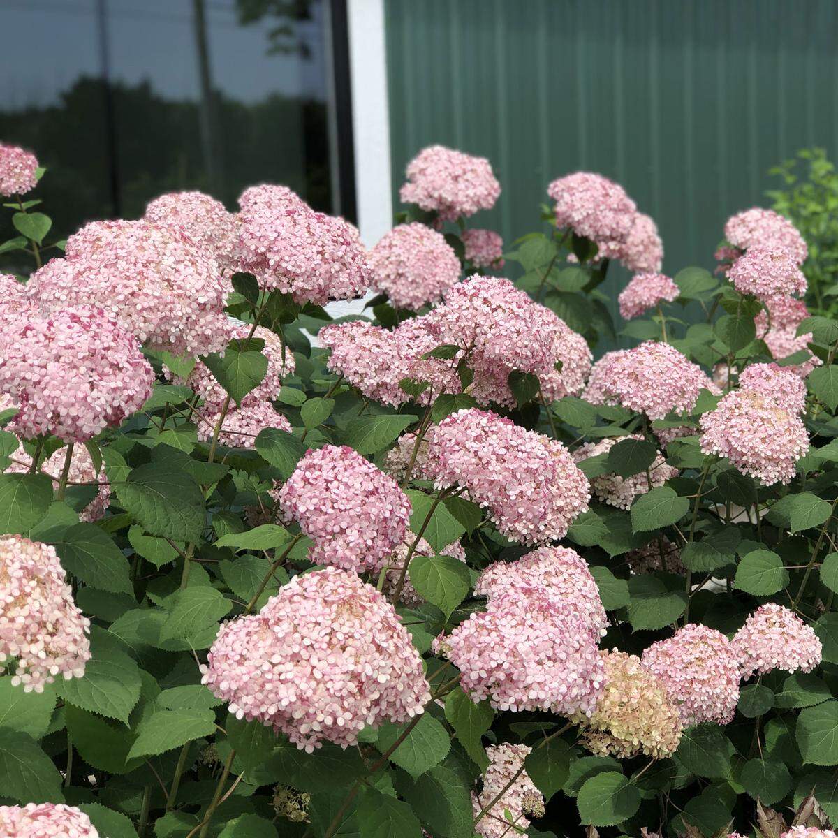 Invincibelle smooth hydrangeas stay pink, even in the Northwest’s acidic soil.