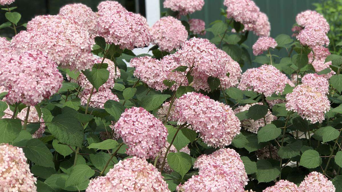 Invincibelle smooth hydrangeas stay pink, even in the Northwest’s acidic soil.