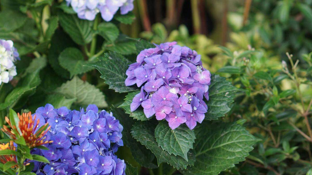 The Endless Summer hydrangea is a newer variety that flowers on both old and new wood, so it will bloom “endlessly” all summer even if it is pruned in the spring.