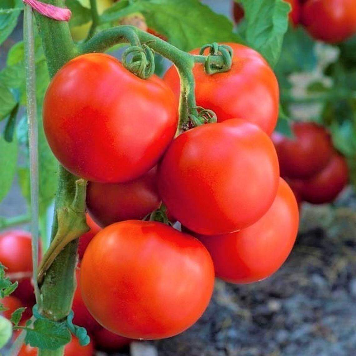 Tomatoes are one of the few plants that do best when planted deeper than the depth in a container.