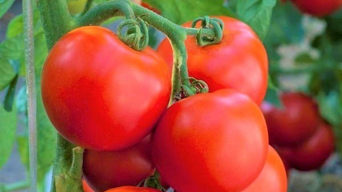 The quest for the perfect home-grown tomato has inspired many a gardener to take up the challenge.  