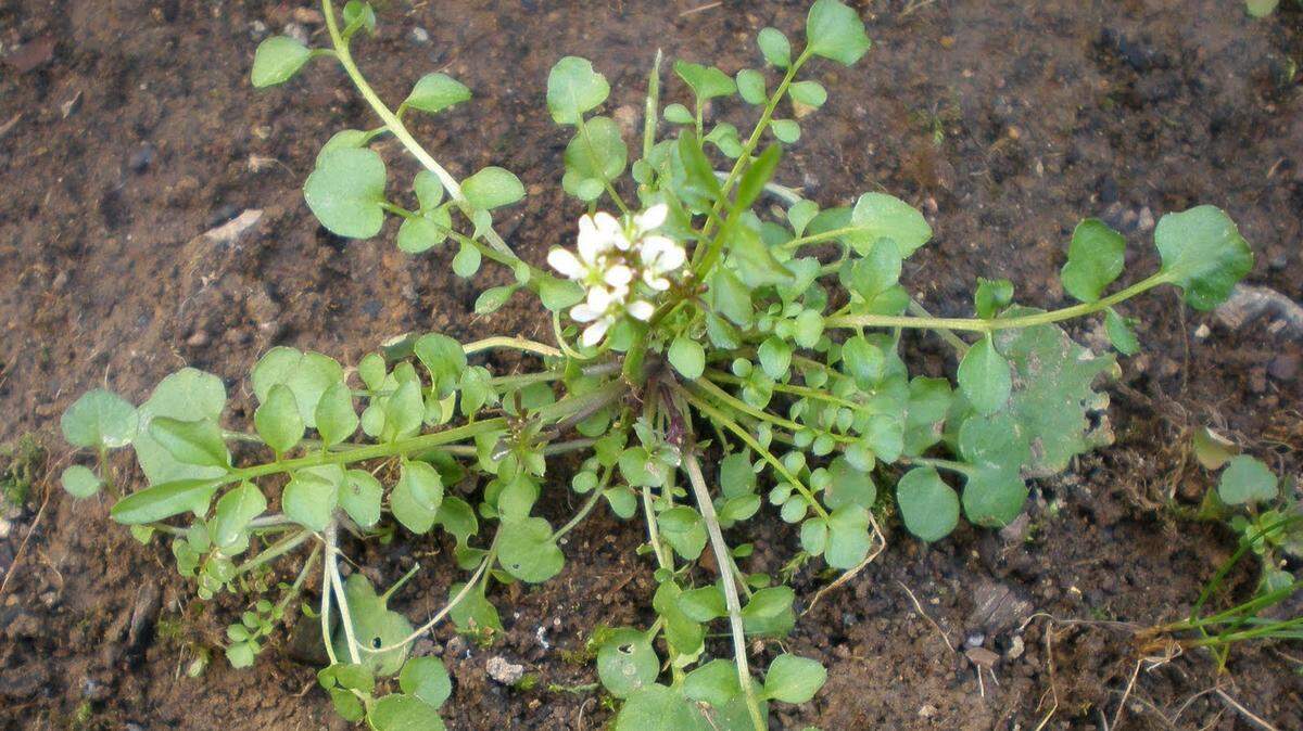 Getting control of the notorious shot weed in early spring is the best way to prevent a hostile takeover of your yard by this circular weed with the white flowers and seed-shooting talent.