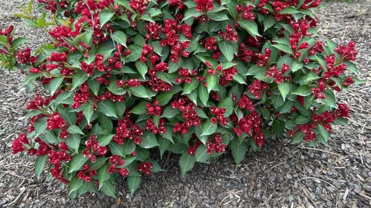 Calycanthus “Aphrodite” has large shiny leaves, grows fast in part shade, flowers by the Fourth of July and has a fragrance like sweet apples.