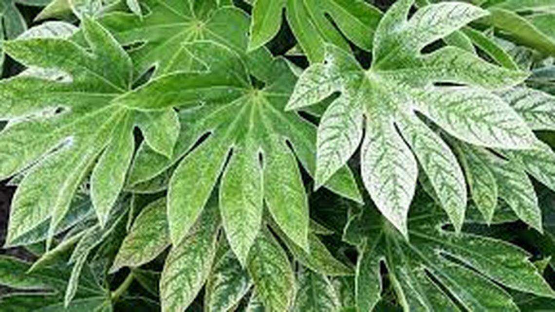 Reasons to drive to Seattle for the Northwest Flower and Garden Festival