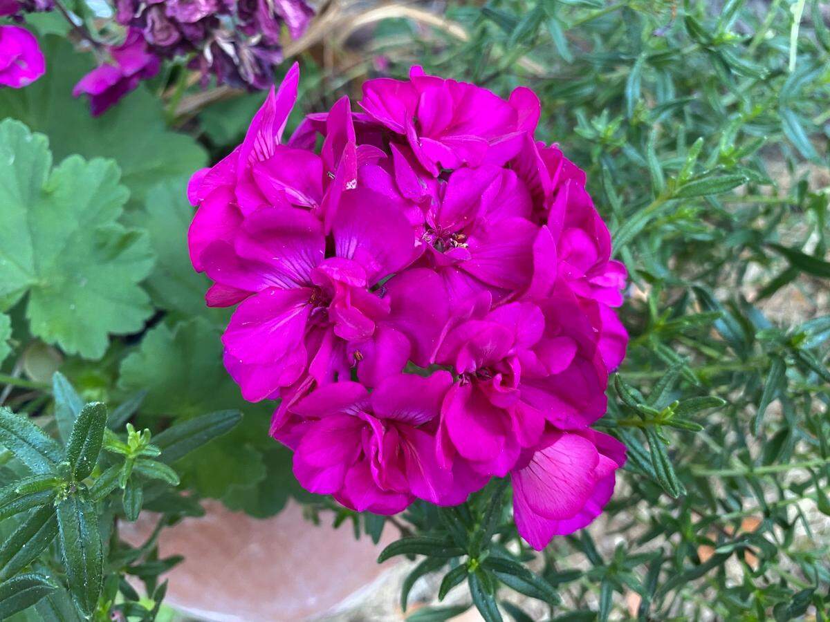 Planting pots of flowering annuals such as geraniums can begin this week if your container gardens are close to the house or otherwise protected. 