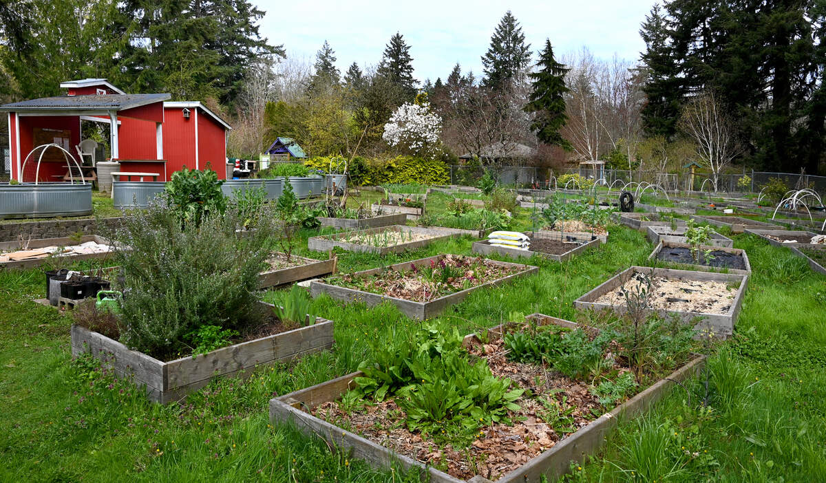 The Yauger Community Garden in west Olympia, shown here on April 5, 2024, is one of the city’s existing community gardens.