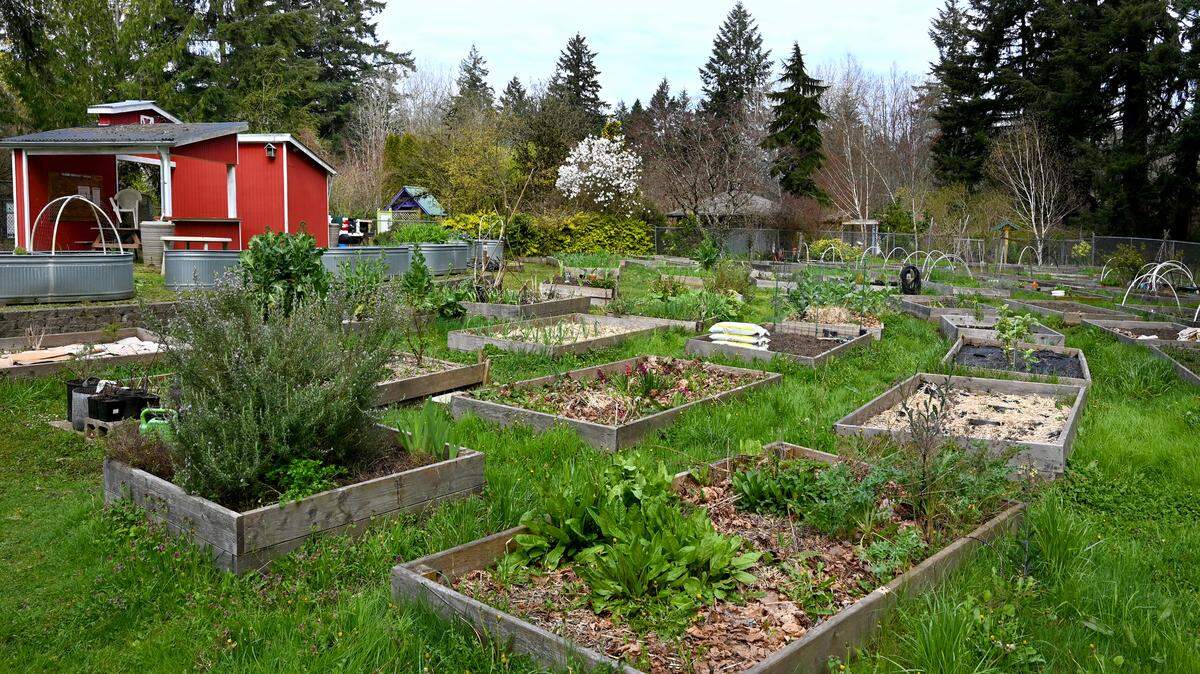 The Yauger Community Garden in west Olympia is one of the cities existing community gardens. The Thurston County Food Bank is urging the city to provide more public garden space.