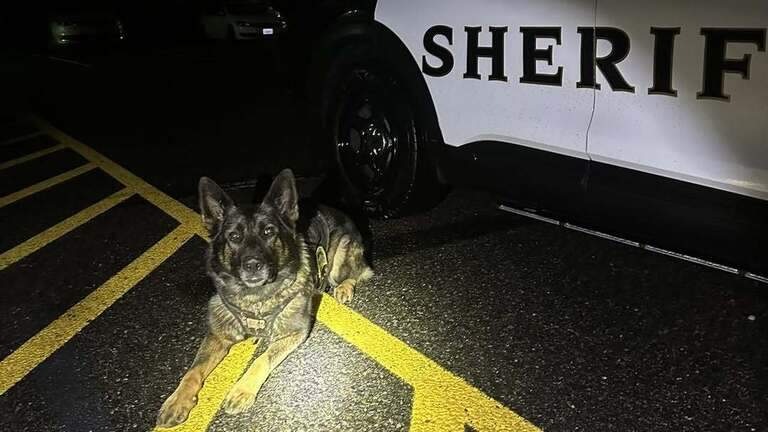 Thurston Co. man fought K-9, crashed car under the influence, deputies allege