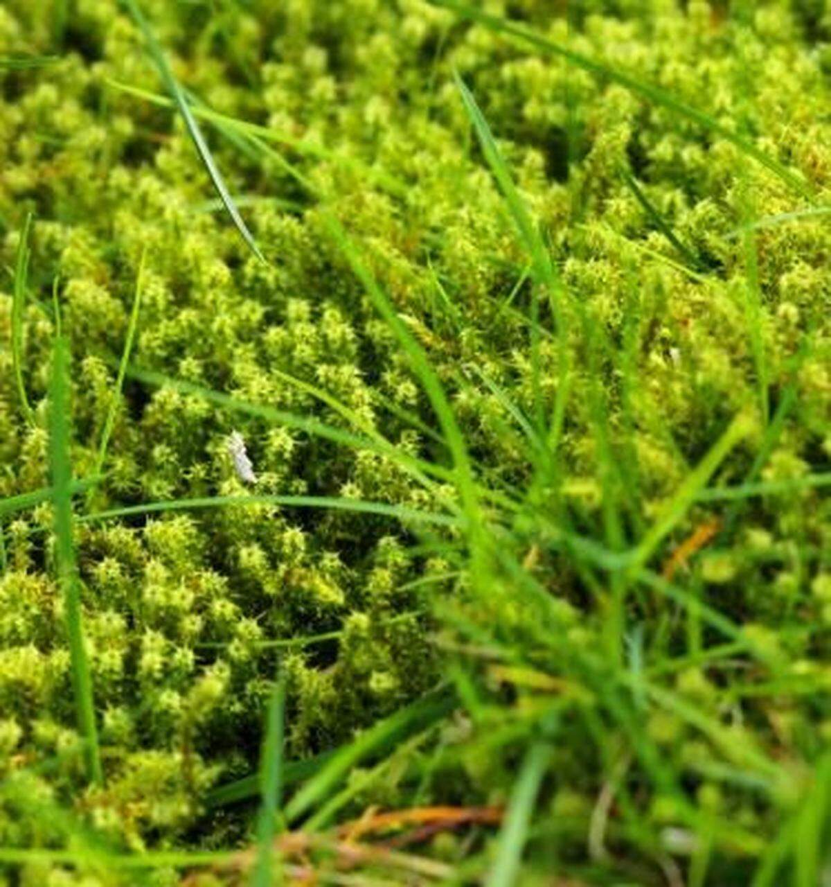 Moss is an opportunist and grows where there is shade, poor drainage and acidic soil. Keeping it our of a Western Washington lawn is a big job.