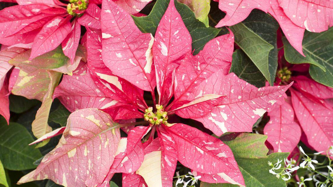 It’s poinsettia season. Here’s your guide to choosing plants as gifts