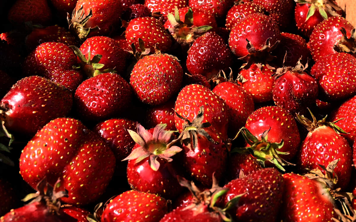 Area strawberry lovers rejoiced as Spooner Berry Farms opened its main stand at 3327 Yelm Highway this week, and will open its other locations in Olympia, Aberdeen, Shelton, Centralia, Seattle and Yelm by the end of this weekend. Spooner’s stands are open daily. The main stand opens at 8 a.m. and other locations open at 9:30 a.m. All stands close when they sell out.