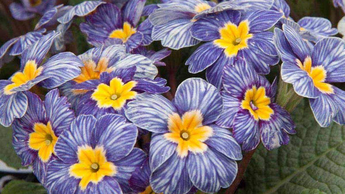 This stunning Zebra primrose is the among the hardy English Primroses that are slug resistant.