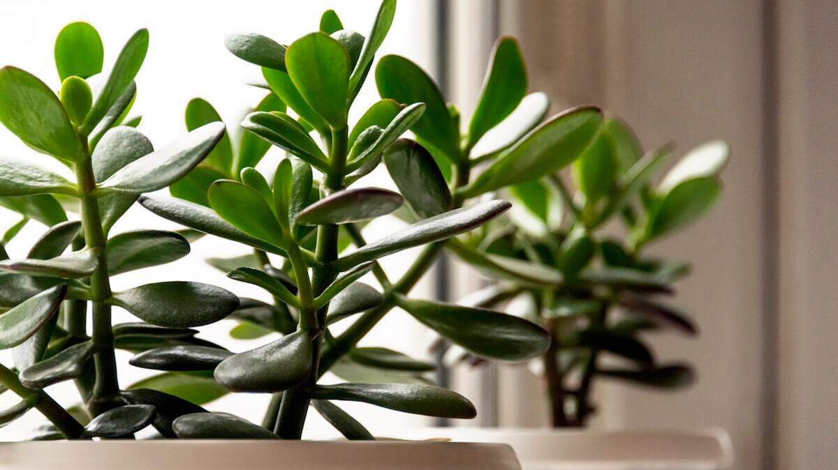 When succulents such as jade plants receive little sunlight in the winter, they start to go dormant and remain healthy only if if given no food or water. 