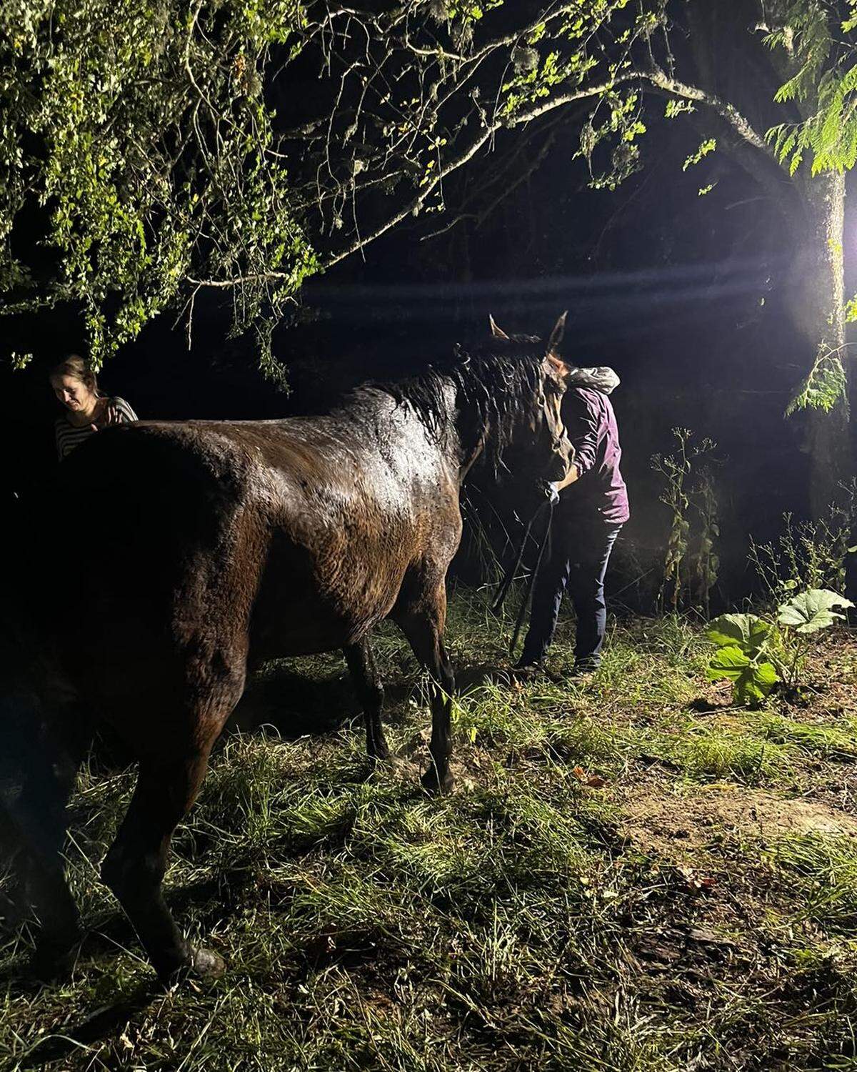 Lacey Fire District 3 Deputy Chief Jennifer Schmidt said nearly as soon as Nanna was upright, she was able to bear her own weight again. Nanna was stuck in the mud near Hicks Lake for about 3 hours.