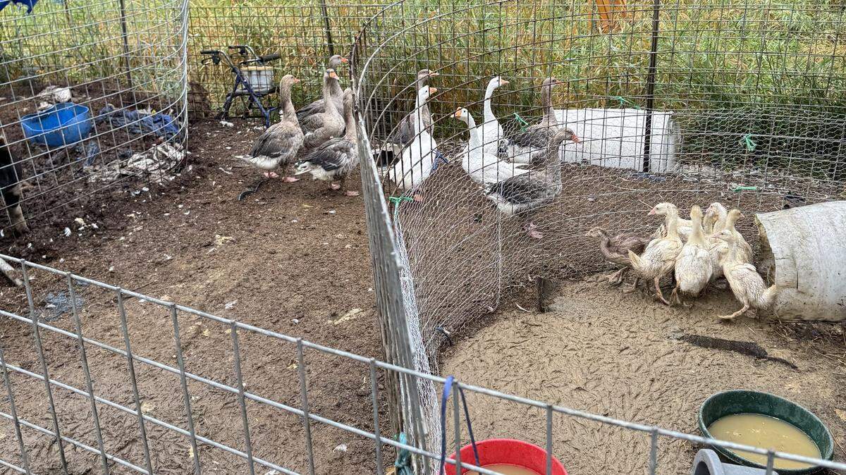 Thurston County deputies rescued dozens of animals from ‘horrific’ conditions following two animal abuse investigations, the Sheriff’s Office said.