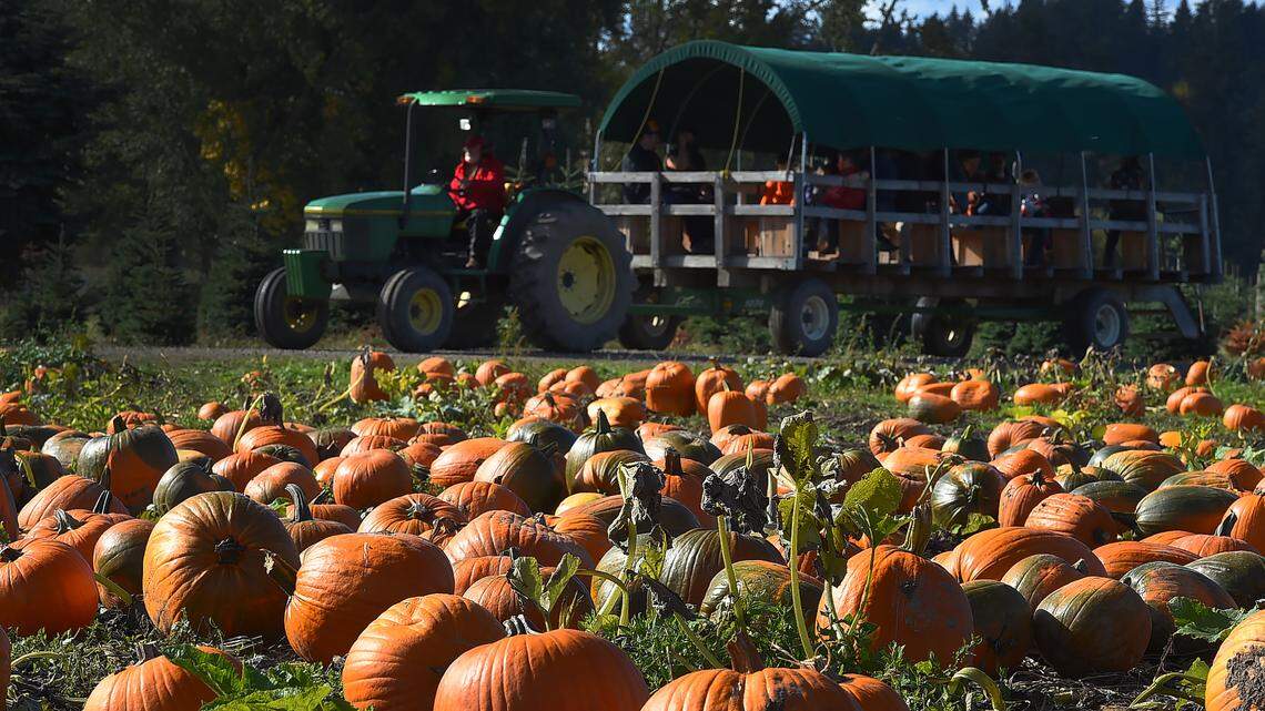 Bellingham’s October events: pumpkin patches, Oktoberfests, live music and more local fun