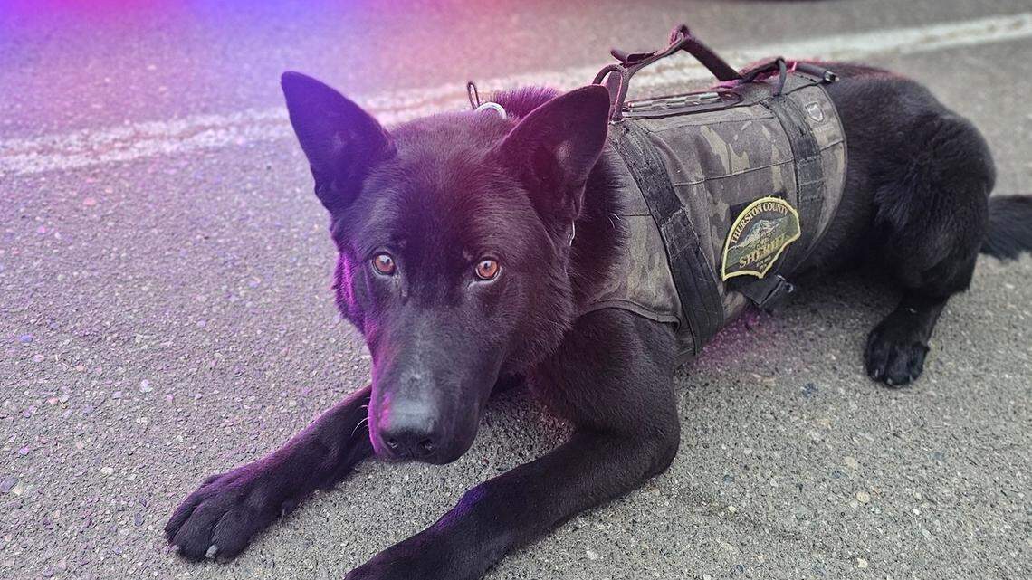 ‘Same dog, man.’ K9 helps arrest Thurston Co. man for second time, sheriff says
