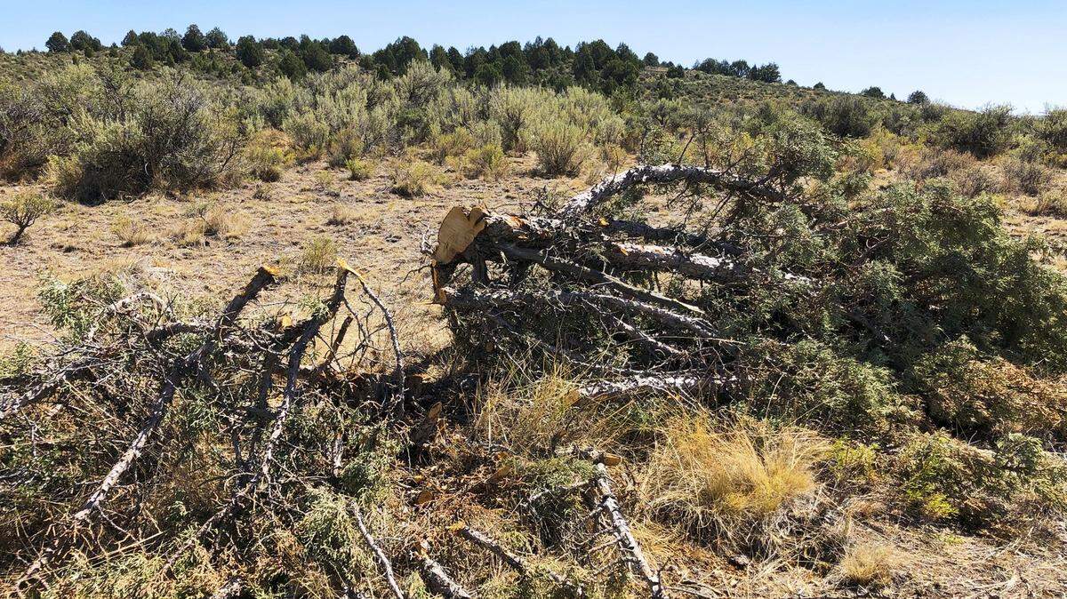 This Aug. 15 photo shows a juniper tree cut down as part of a giant project to remove junipers encroaching on sagebrush habitat needed by imperiled sage grouse in southwestern Idaho. The Bruneau-Owyhee Sage-Grouse Habitat Project aims to remove junipers on 965 square miles of state and federal land in Owyhee County. 