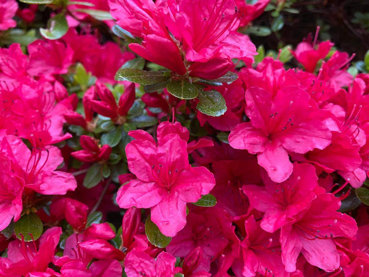 This is the time of year that azaleas bloom, and they are sometimes confused with rhododendrons. Azaleas have tubular or funnel-shaped flowers, while rhody flowers tend to be bell-shaped. Azaleas also have just one flower per stem but the shrub produces so many stems that the shrub appears covered in blossoms. Rhododendron flowers grow in round clusters at the ends of branches.