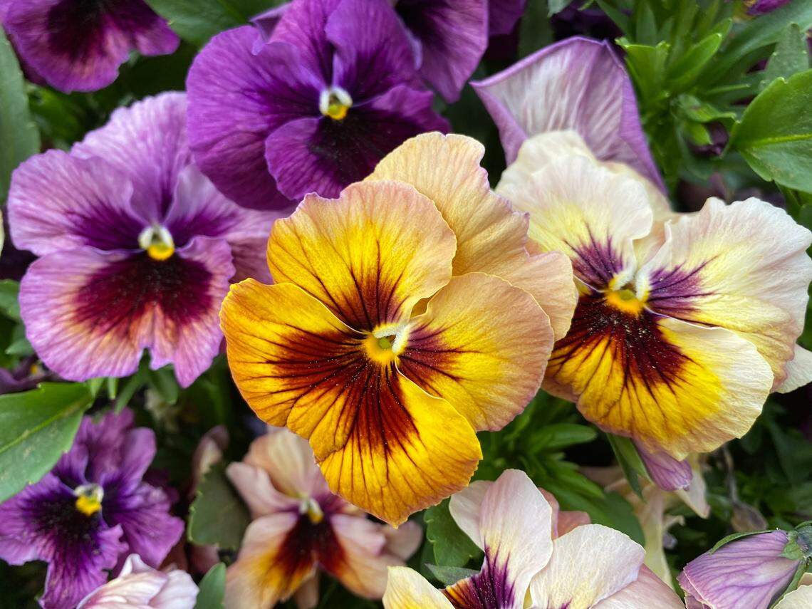 This is a good week to visit a local nursery and fill your pots and planter boxes with small pansies, says gardening guru Marianne Binetti.