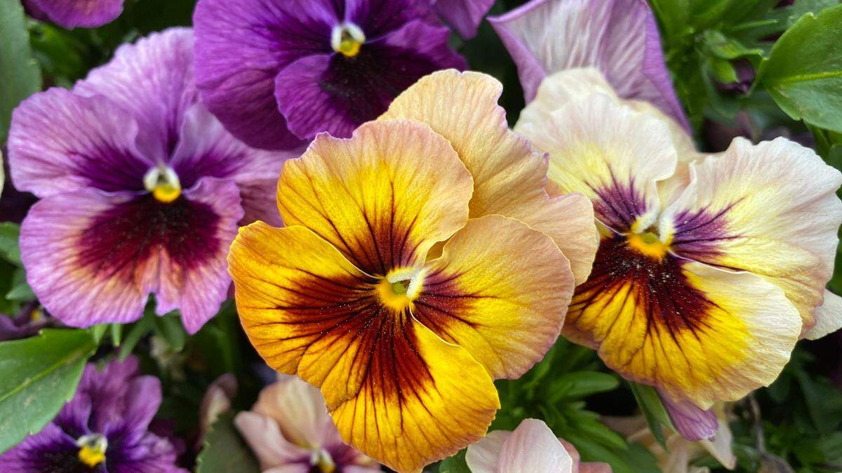 This is a good week to visit a local nursery and fill your pots and planter boxes with primroses, pansies, heather and dianthus, says gardening guru Marianne Binetti.