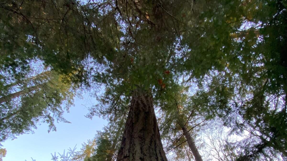 A Douglas Fir tree at Squaxin Park in Olympia.