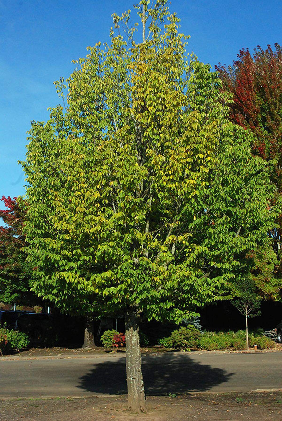 The Emerald Avenue Hornbeam.