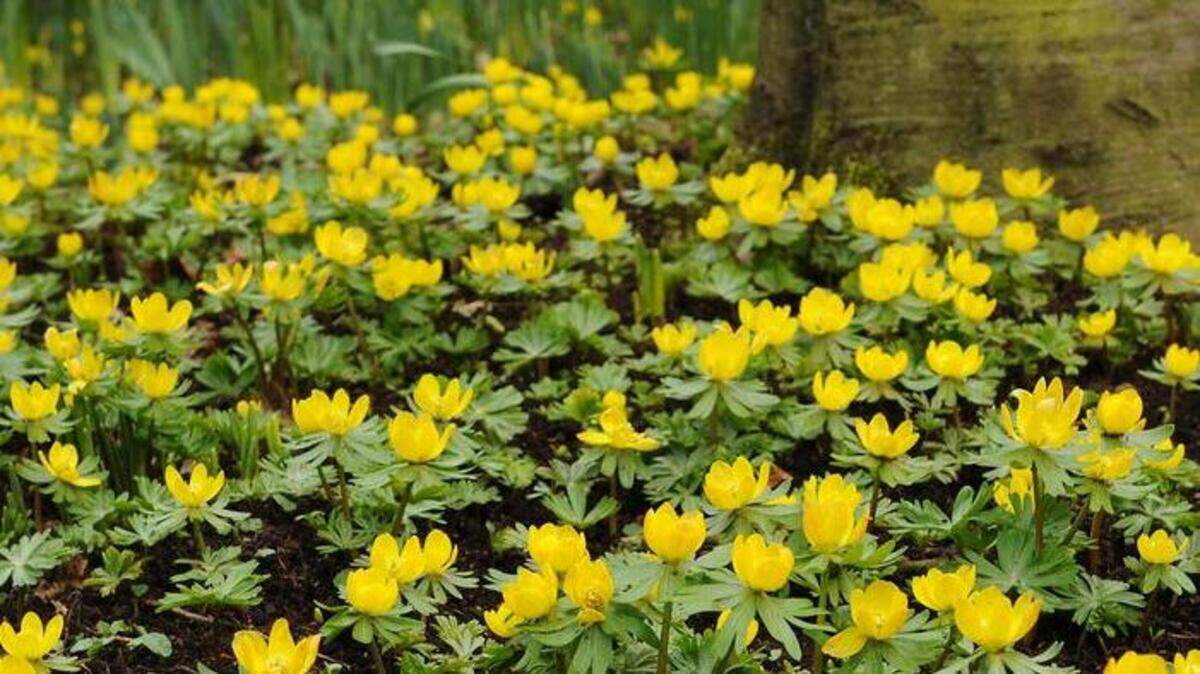 The low-growing winter wolf’s bane is the first yellow bloomer of the spring season.