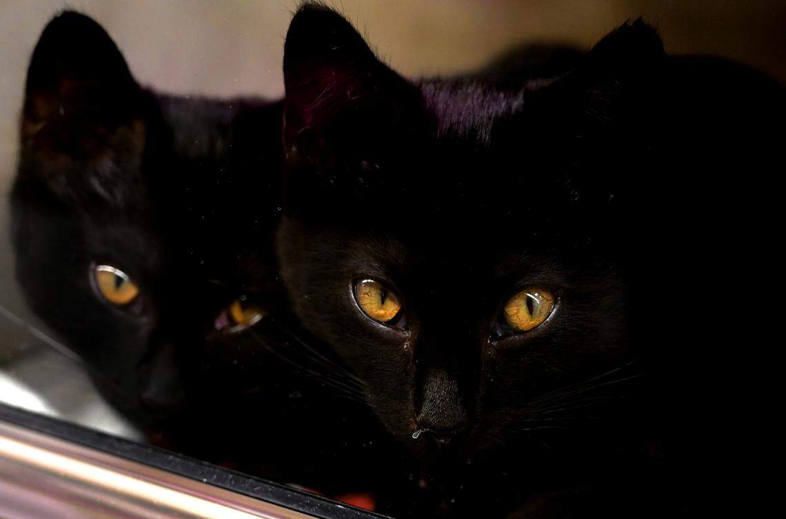 Joint Animal Services and the Best Friends Animal Society are partnering to offer reduced adoption fees in recognition of National Adoption Weekend from June 30-July 1. All adoption fees are reduced to $25 during this time.