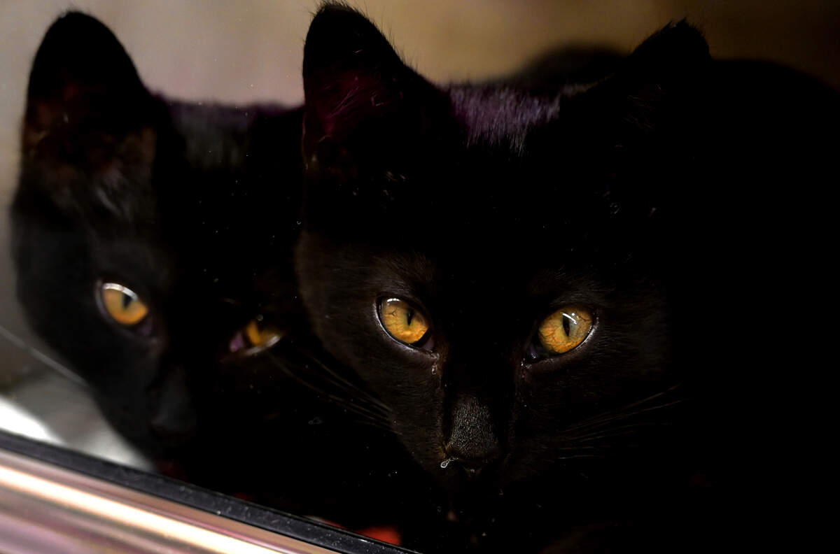 Joint Animal Services and the Best Friends Animal Society are partnering to offer reduced adoption fees in recognition of National Adoption Weekend from June 30-July 1. All adoption fees are reduced to $25 during this time.