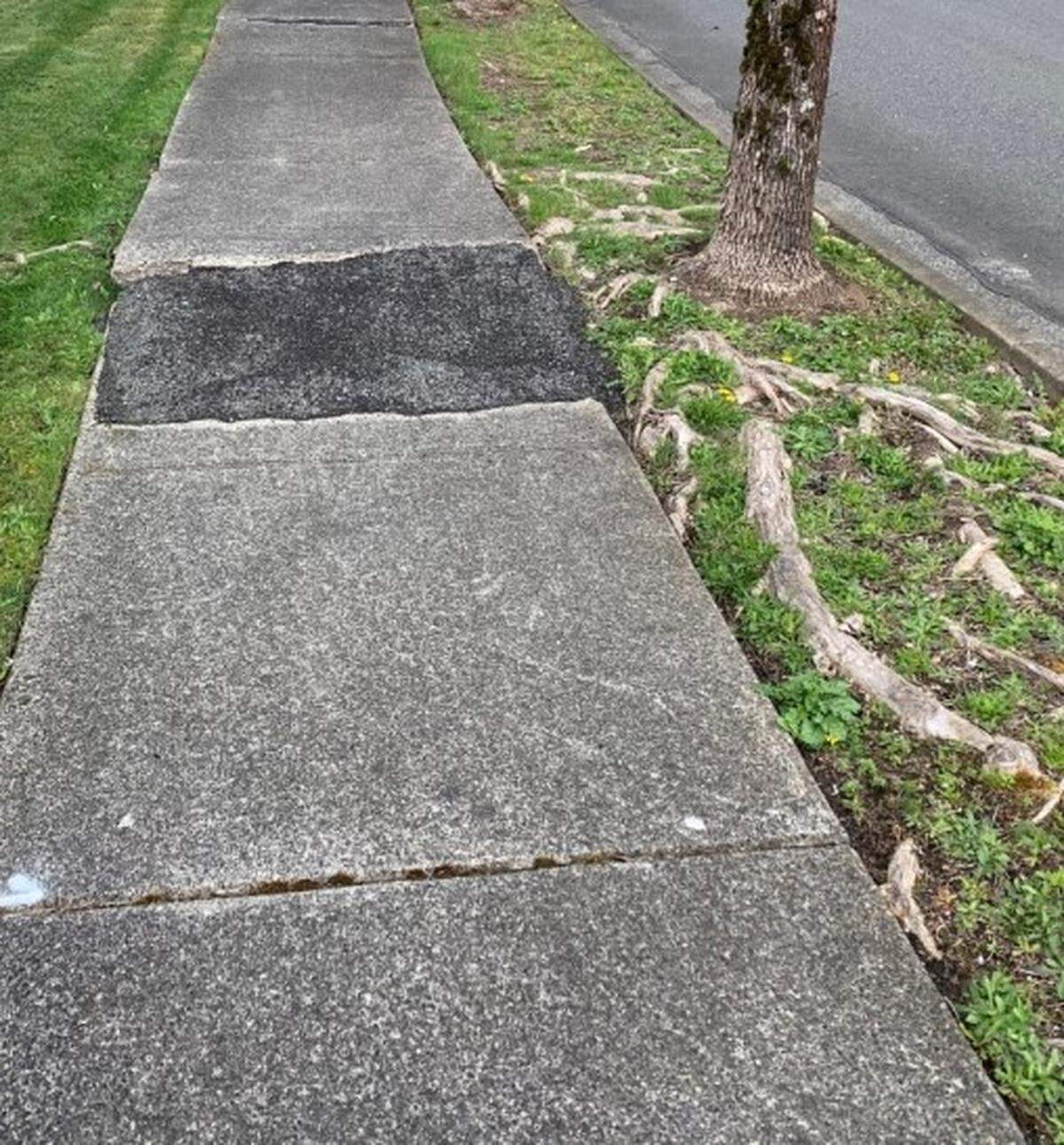 A city of Lacey sidewalk in need of repairs.