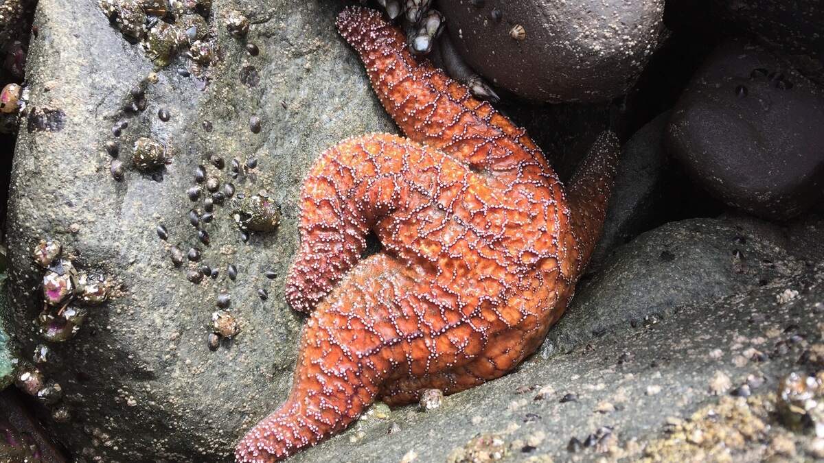 A sea star is exposed on rocks during low tide.