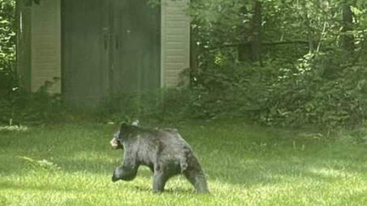 A black bear walks on a grassy lawn by The Evergreen State College Campus in June 2022. The college announced another bear sighting on Sunday.