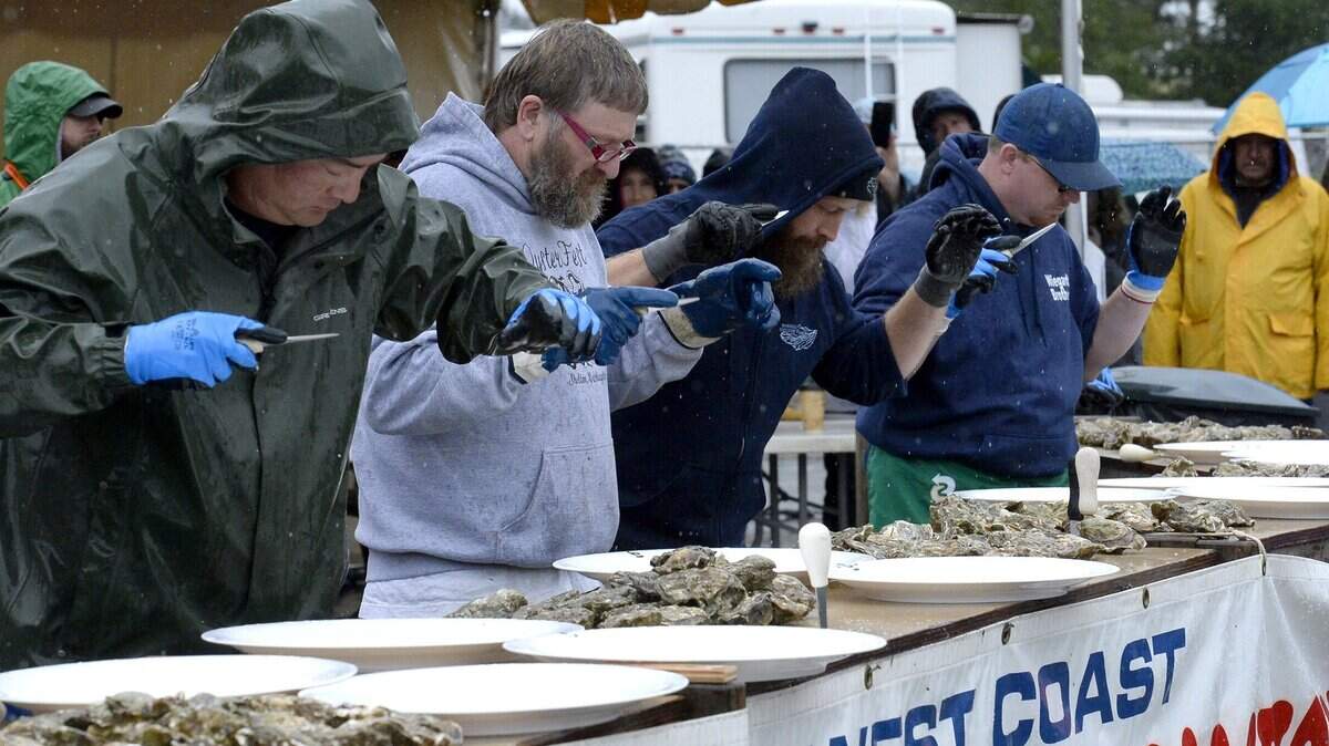 Shuckers Ken Wiegardt, Oliver Gray, Anthony Pane and Charlie Skillings (left-right) join fellow competitors Caterina Pop Mendoza and Alejandro Pablo Martin as they set to speed through their allotted 24 oysters during the West Coast Oyster Shucking Competition at the 37th Annual Oysterfest near Shelton. The contestants were judged not only on speed but also their final presentation on plate. Sponsored by the Skookum Rotary, Oysterfest draws thousands annually for the two-day event that also features a variety of vendors, food, music children’s activities and, of course, shellfish.