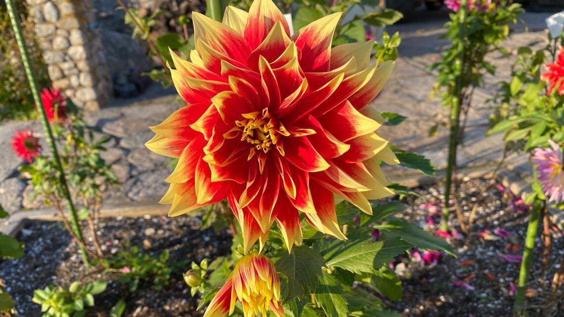 To dig up dahlias or not dig up dahlias -- gardening columnist answers the question