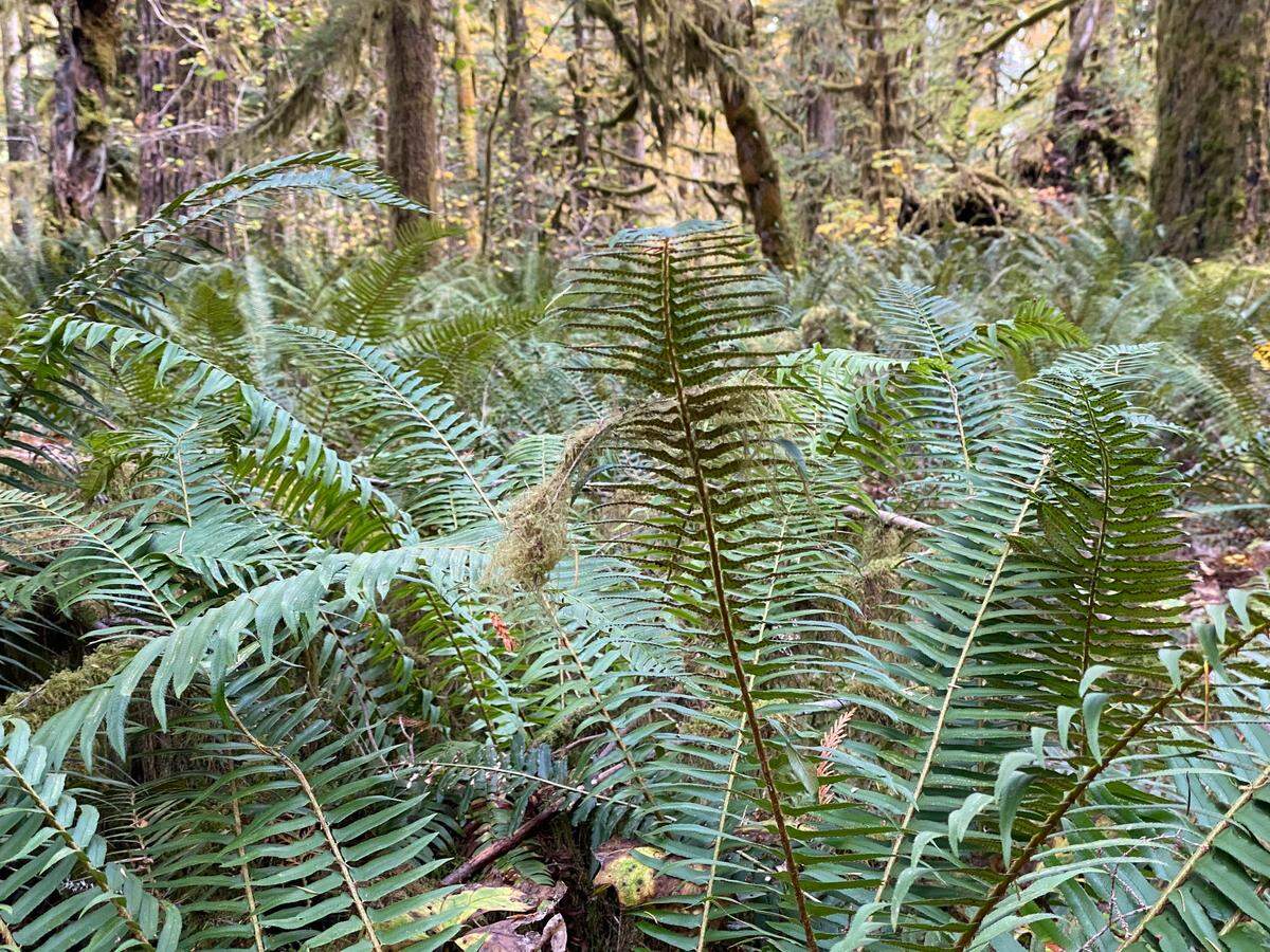If you have shade, you have a lawn that struggles. Large cedar and fir trees in your landscape also interfere with a healthy lawn. But the iconic sword ferns of the Northwest thrive in the dry shade under evergreens.