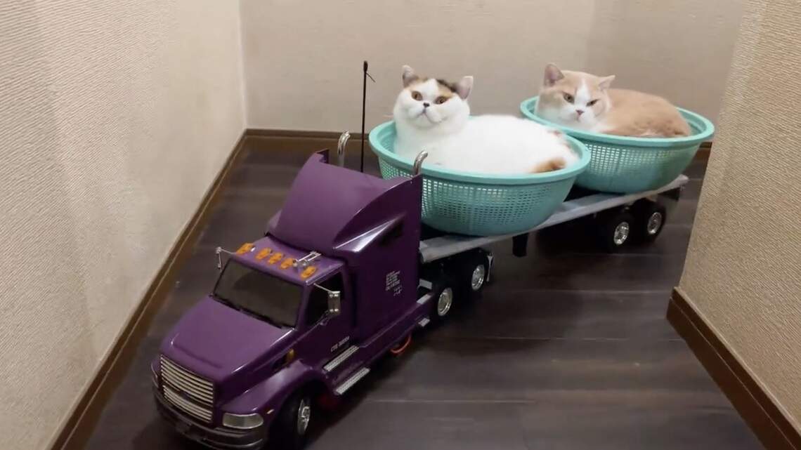 Catch cat videos on the big screen, see a new play or sample zines this weekend