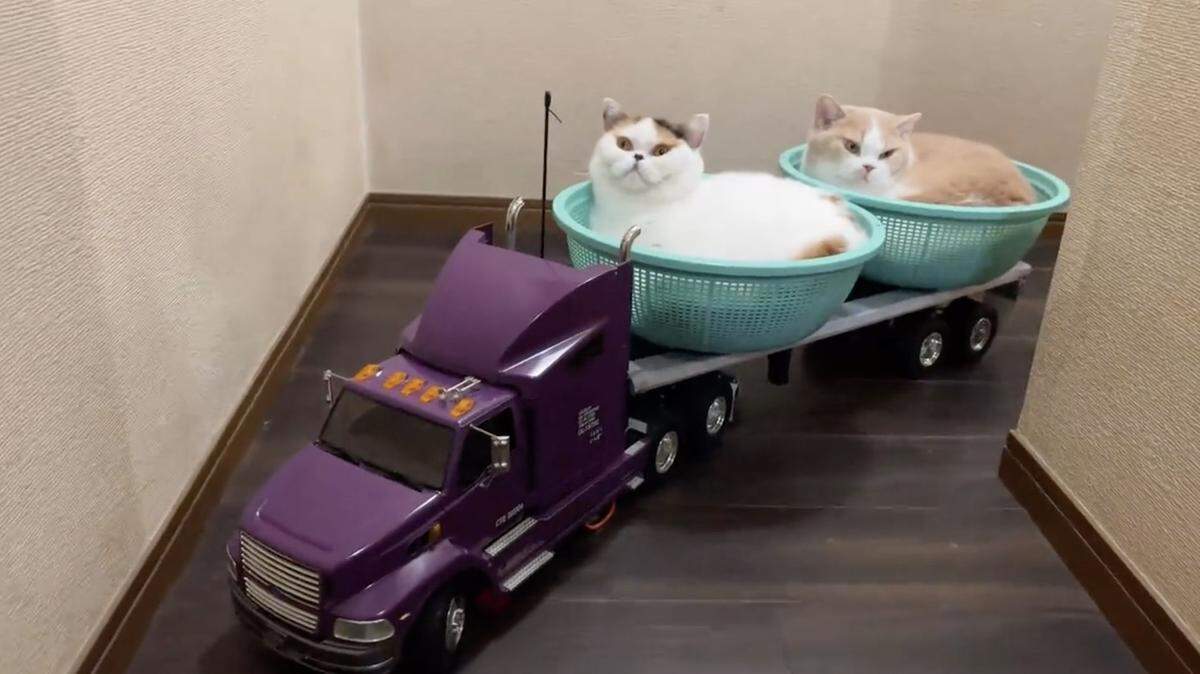 Adventurous cats — and those with creative owners — are the stars of the 2023 CatVideoFest, playing Saturday, Sept. 9, at the Olympia Film Society’s Capitol Theater.