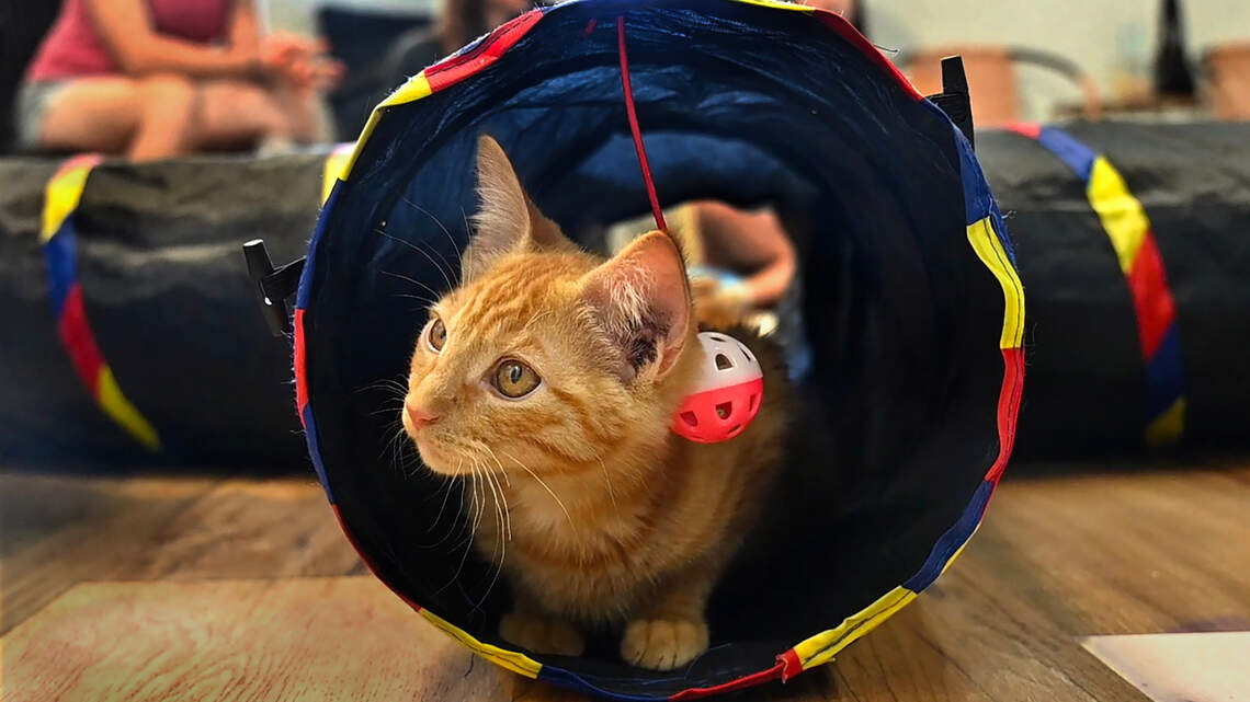 Thurston County’s first and only cat cafe just opened in Olympia. Take a look