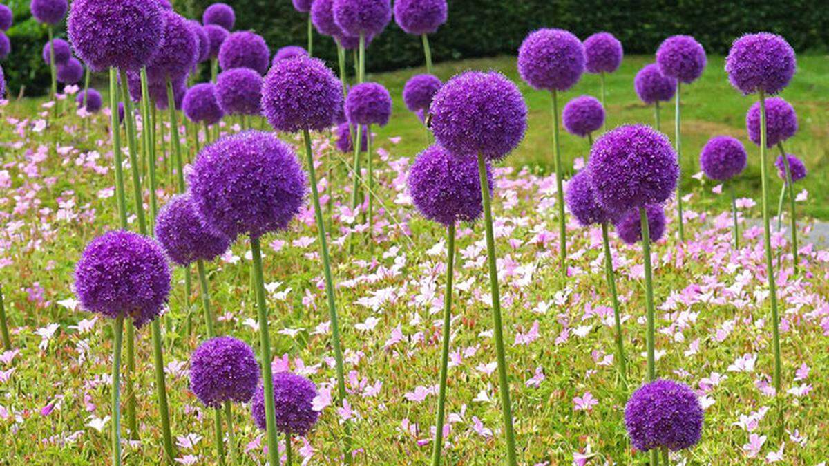 “Globemaster” allium can be spray painted once the large white flower heads turn brown.