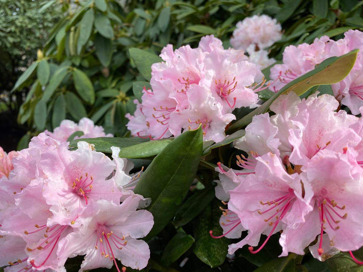 Rhododendrons, our state flower, are shade-loving plants that bloom in the spring beneath the native fir and cedar trees. They also can be a good replacement for lawn under trees.