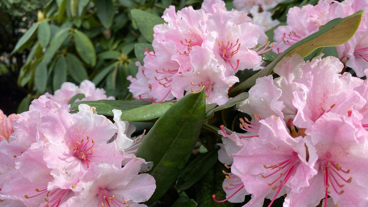 An image of rhododendrons, which bloom in the spring. Here’s the spring weather forecast for South Carolina.