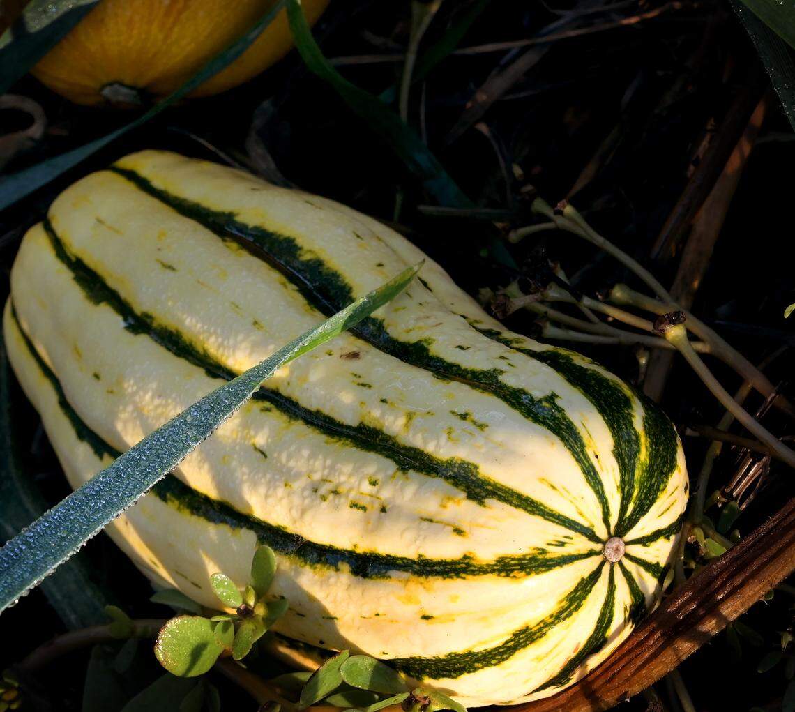 Winter squash nears their harvesting time on Carter Hick’s west Olympia farm plot on Oct. 19, 2023.