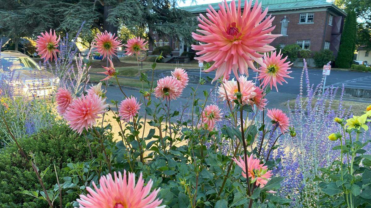 Dahlias growing in Olympia’s South Capitol neighborhood. Earwigs are attracted to the decaying blooms of dahlias.